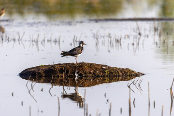 Kiebitz steht auf einen Erdh&uuml;gel im Naturschutzgebiet Moorg&uuml;rtel