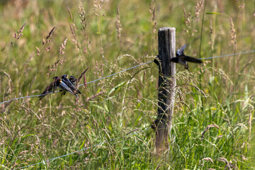 Mehrere Rauchschwalben auf einen Drahtzaun in der Wedeler Marsch
