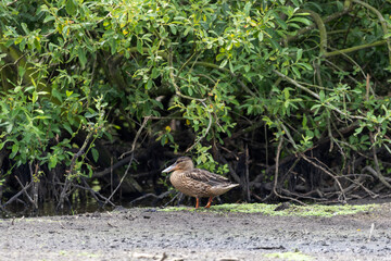Löffelente auf Nahrungsuche im Schlick im Naturschutzgebiet Moorgürtel
