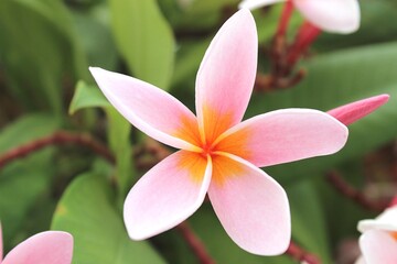 Close-up of tropical pink frangipani flower with orange center on green background in natural sunlight