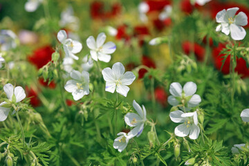 Closeup of a patch of white Spotted Cranesbill blooms, Sussex England
