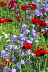 Obraz premium Closeup of Oriental Poppies with Peach-leaved bellflowers, Sussex England 