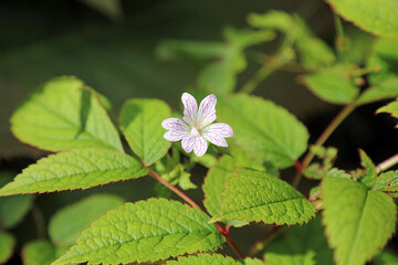 Macro image of a Pencilled geranium bloom, Sussex England
