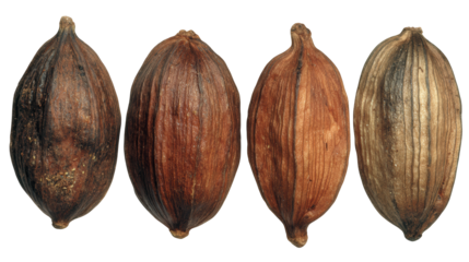 Exploring the diverse world of cocoa, a comparative look at three unique variations