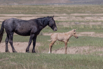 Wild Horse Mare and Foal in the Utah Desert in Springtime