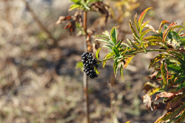 A close-up of a plant with green leaves and clusters of small black berries, wolfberry