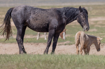 Fototapeta premium Wild Horse Mare and Foal in the Utah Desert in Springtime