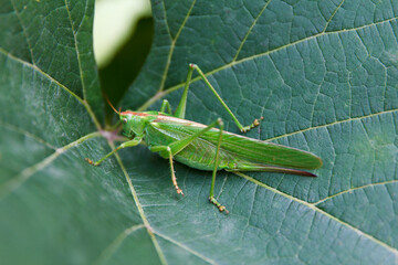 A green grasshopper rests on a large green leaf. The insect displays long antennae and slender legs