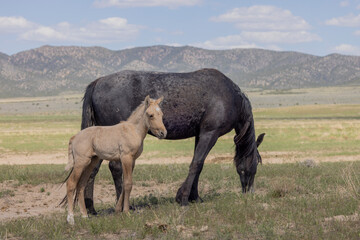 Wild Horse Mare and Foal in the Utah Desert in Springtime