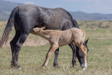 Fototapeta premium Wild Horse Mare and Foal in the Utah Desert in Springtime