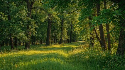 Fototapeta premium Green forest route surrounded by summer foliage