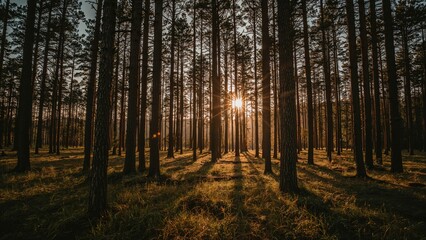 Fototapeta premium Sunlight filtering through woodland trees