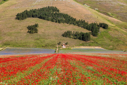 View of vibrant red flowers blanketing the foreground, contrasting with the Italy-shaped trees on the hill, creating a striking display, Castelluccio, Umbria, Italy.