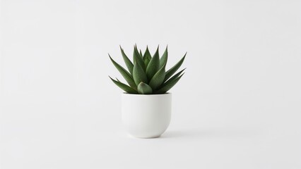 Home decor concept with a succulent plant in a ceramic pot on a white minimal surface
