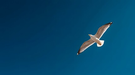 Obraz premium Seagull in Flight Against Clear Blue Sky Captured in Bright Light