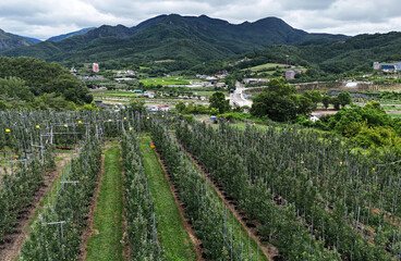 Apple Observing Apple Tree At Orchard In Nature Setting