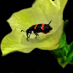 Blister Beetle on a Yellow Flower