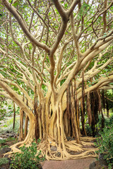 Impressive ficus tree at Jardin Botanico Canario Viera e Clavijo, Gran Canaria, Canary Islands, Spain, Europe