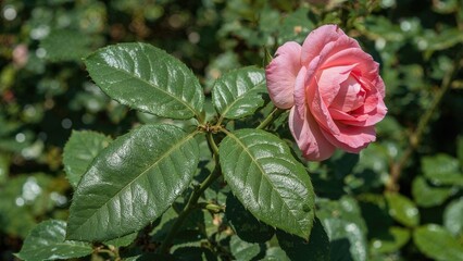 Rose plants affected by black spot disease due to Diplocarpon rosae fungus