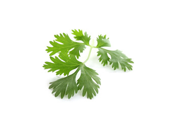 Fototapeta premium Leaf of aromatic cilantro isolated on white