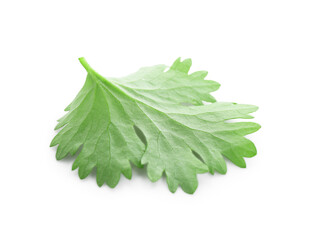 Leaf of aromatic cilantro isolated on white