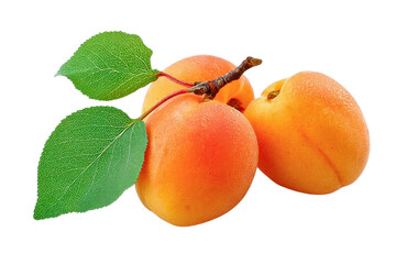 fresh apricots with leaves isolated on black