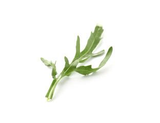 Fresh ripe green arugula leaf isolated on white