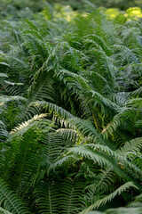 Green wild fern in rainforest, jungle, forest. Sunlight, closeup. Lush ferns in summer park.