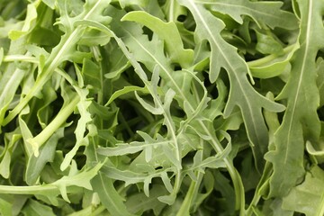 Fototapeta premium Fresh ripe green arugula leaves as background, top view