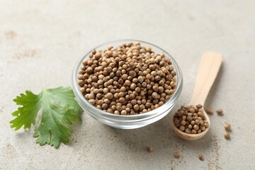 Coriander seeds in bowl, spoon and fresh cilantro leaf on color textured table, closeup