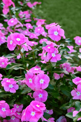 Obraz premium bright pink Catharanthus roseus flowers close up, blossom natural background. vibrant petals and lush green foliage of Pink Periwinkle (Madagascar periwinkle), common tropical ornamental plant.