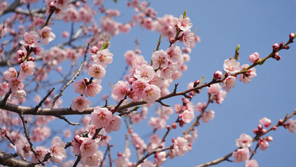 cherry blossom in spring, sakura