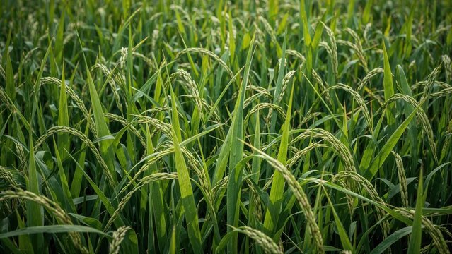 Young rice stalks in a cultivated field during the summer season