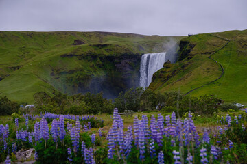 Towering Skogafoss Waterfall cascades down lush green cliffs, creating a stunning backdrop for...