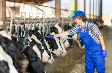 Man employee in blue overall jumpsuit strokes cows in cattle - pen. Working day in cowshed, covered...