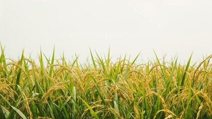 Fototapeta premium Rice grains