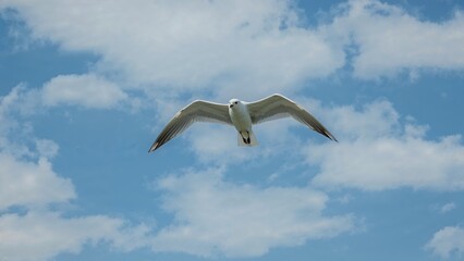 Fototapeta premium Single white bird gliding high above