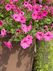 Petunias blooms in flower pot 