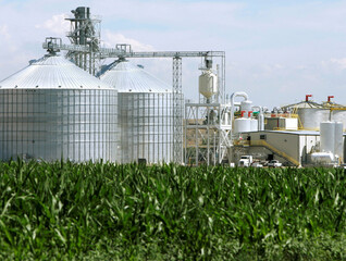Modern agricultural processing plant with grain silos and cornfield