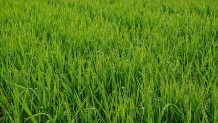 Rice harvesting process in cultivated paddies