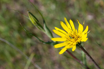 Tragopogon dubius, commonly known as yellow salsify, is a species of salsify with yellow flower heads.