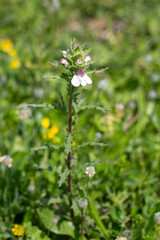 Mediterranean lineseed, Bellardia trixago, Trixago bartsia, erect herb with sawtoothed leaves dotted with glands and hairs, terminal spike of white lipped flowers.