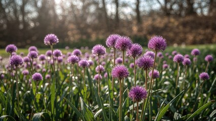Fototapeta premium Spring garden featuring decorative alliums with purple blooms