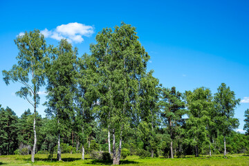 Fototapeta premium Wachholderpark in Soltau