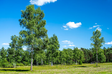 Obraz premium Wachholderpark in Soltau