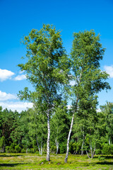 Fototapeta premium Wachholderpark in Soltau