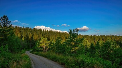 Walkway to the Raised Tree Hideout