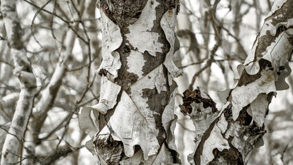 Close-up of birch tree bark peeling off