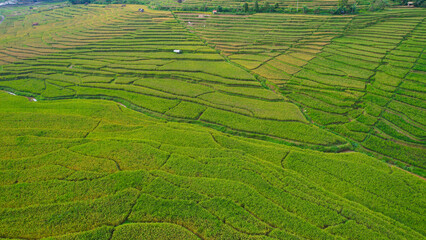 Aerial view of lush green terraced rice fields in Majalengka, Indonesia, with scattered rocks and small huts, showcasing the beauty of agricultural landscapes.