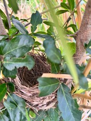 Bird Nest on Tree in Rural Countryside